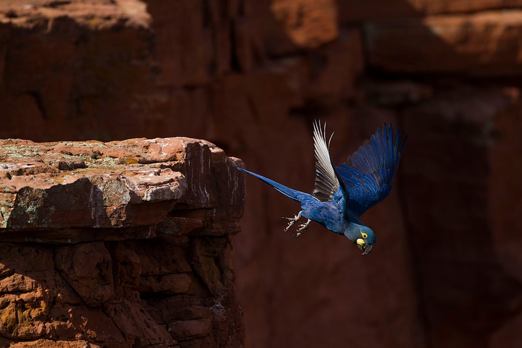 arara azul