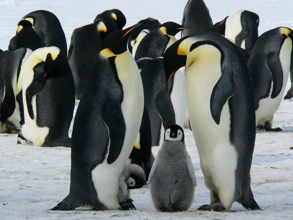 pinguim-imperador pais filhote
